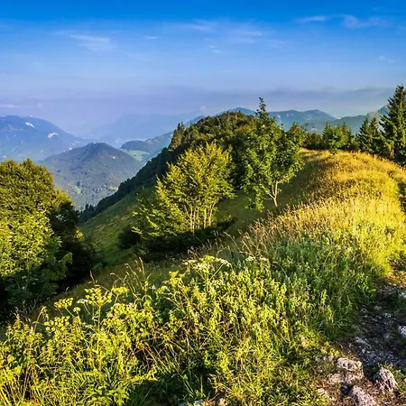 Gimplbauer * 파이스테나우